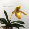 paphiopedilum exul X primulinum
